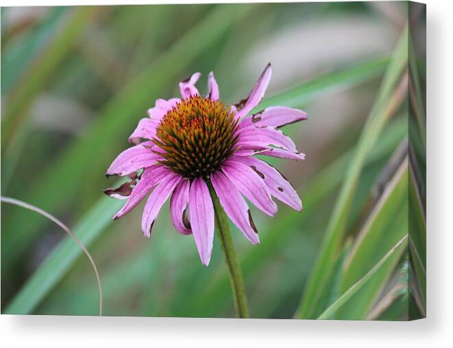 Flower Canvas Print featuring the photograph Flower at Waterfall Glen Forest Preserve by Peter Ciro