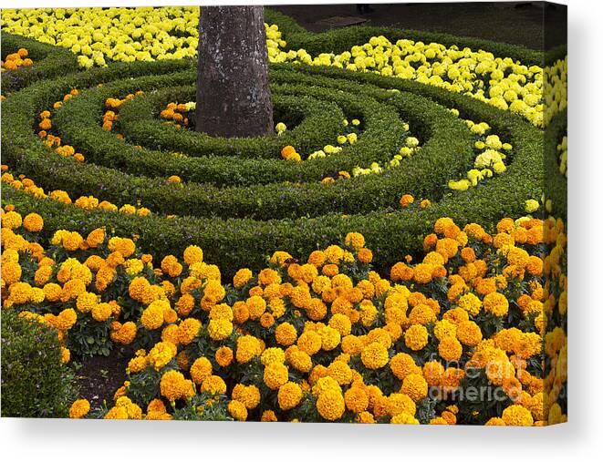 Boquete Canvas Print featuring the photograph Flower Bed by Heiko Koehrer-Wagner