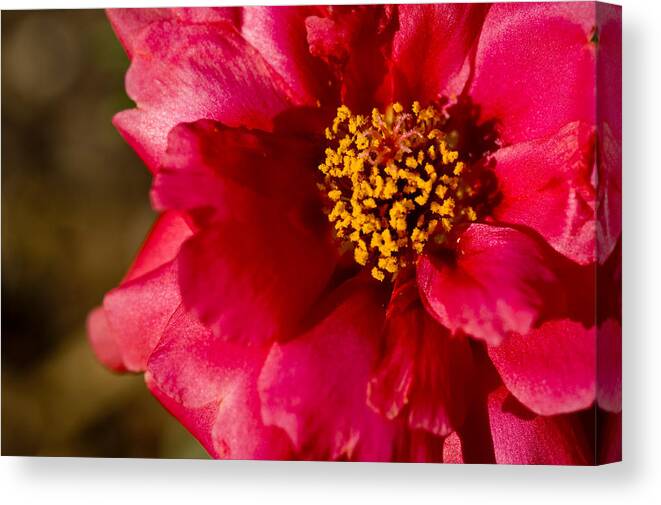 Red Carpet Rose Canvas Print featuring the photograph Flower Carpet Rose by Rob Hemphill