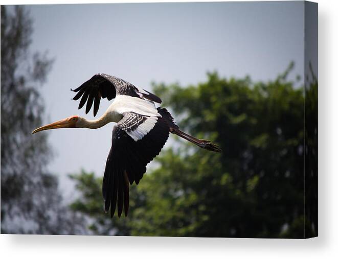 Fly Canvas Print featuring the photograph Fly free by SAURAVphoto Online Store
