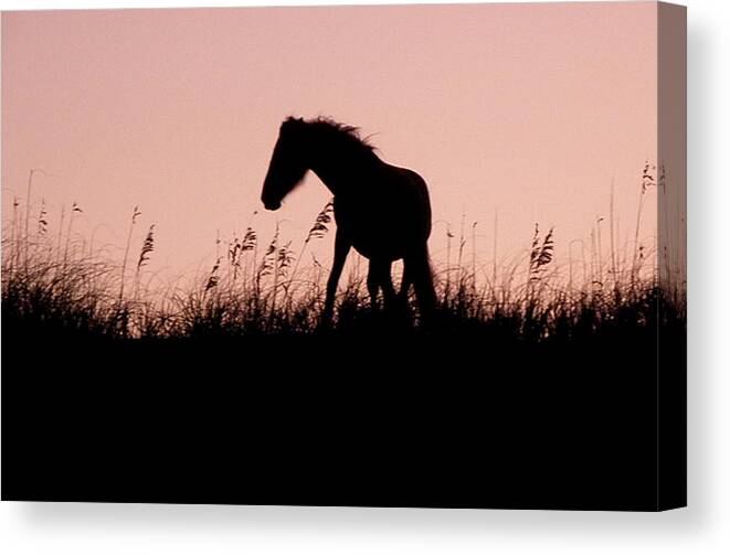 Foal Canvas Print featuring the photograph Foal At Sunset by Kim Galluzzo Wozniak