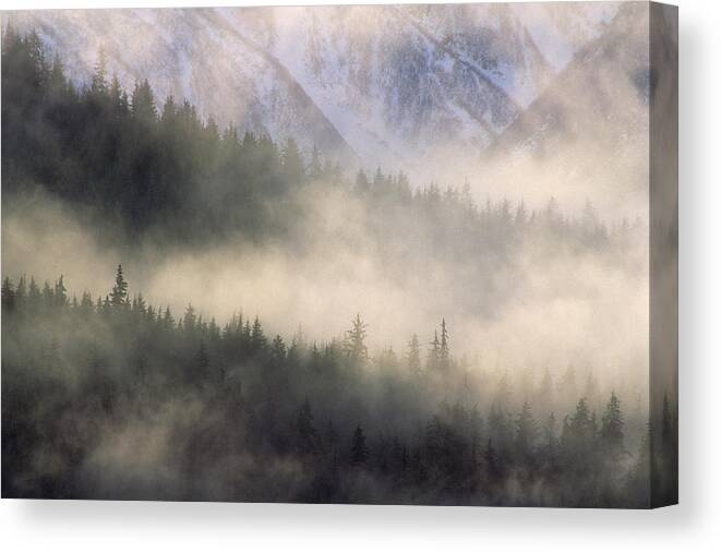 Mp Canvas Print featuring the photograph Fog In Old Growth Forest, Chilkat River by Gerry Ellis