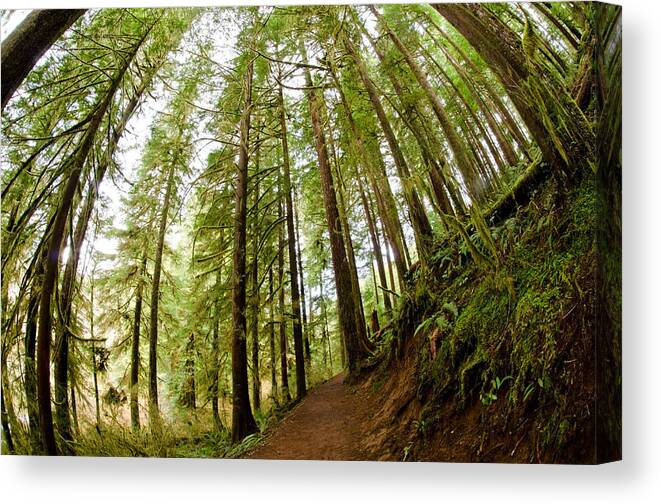 Forest Canvas Print featuring the photograph Forest Love by Margaret Pitcher