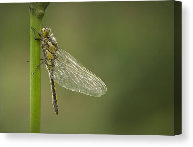 Dragonfly Canvas Print featuring the photograph Four Spotted Chaser by Andy Astbury