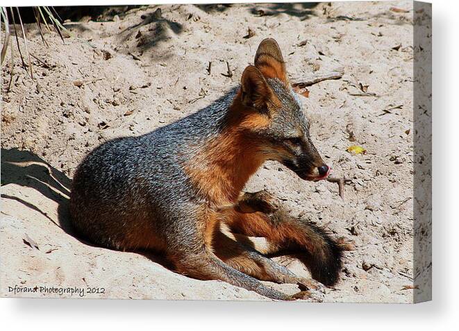 Fox Canvas Print featuring the photograph Foxie by Debra Forand