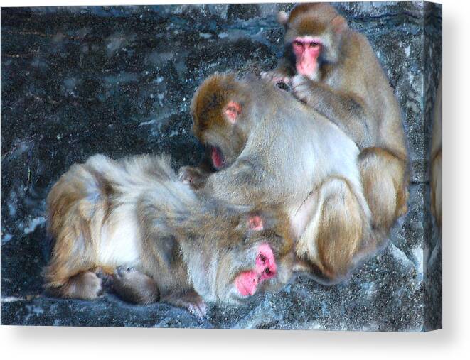 Snow Monkey Canvas Print featuring the photograph Free Buffet and Grooming by Sarah McKoy