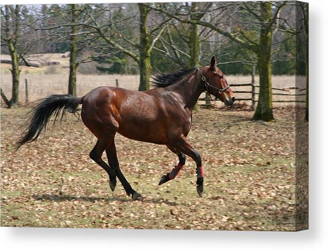 Horses Canvas Print featuring the photograph Free Spirit by Davandra Cribbie