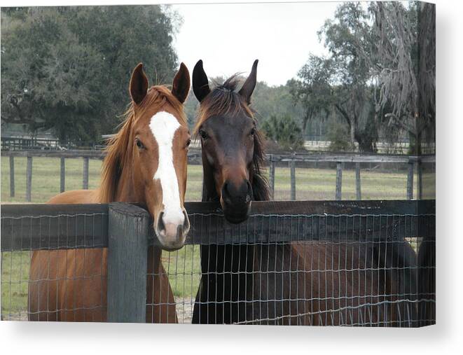 Horses Canvas Print featuring the digital art Friends by Sandra Timmons