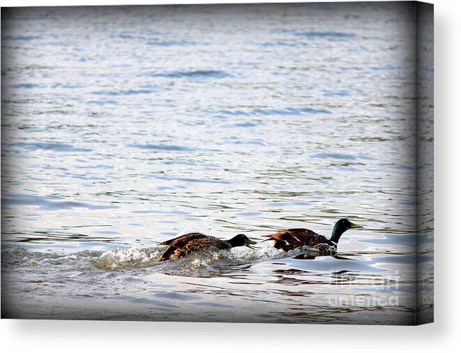 Lake Canvas Print featuring the photograph Frolicking Fun by Kathy White