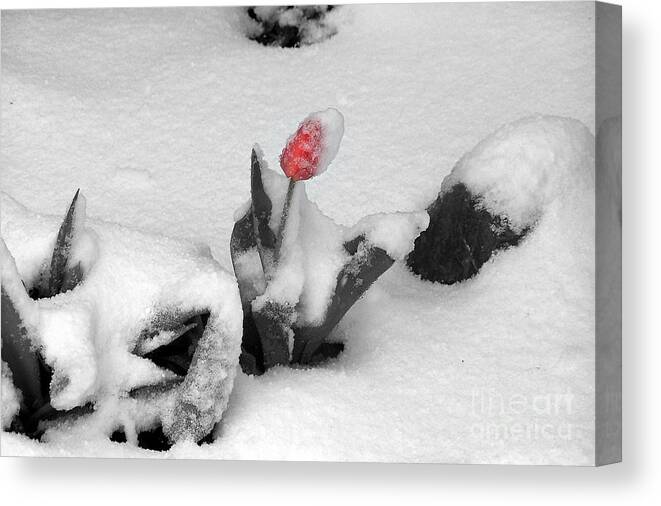 Tulips Canvas Print featuring the photograph Frosted Pink by Dorrene BrownButterfield