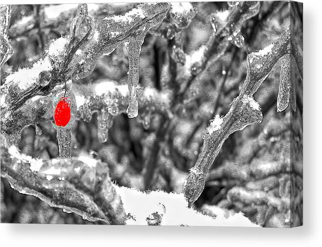 Snow Canvas Print featuring the photograph Frozen Berry by Joe Myeress