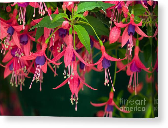 Plants Canvas Print featuring the photograph Fuchsia Windchime Flowers by Alan and Linda Detrick and Photo Researchers