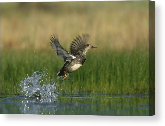 00173358 Canvas Print featuring the photograph Gadwall Female Taking Flight From Water by Tim Fitzharris