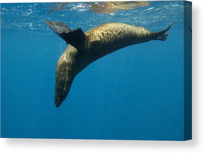 Mp Canvas Print featuring the photograph Galapagos Sea Lion Zalophus Wollebaeki by Pete Oxford