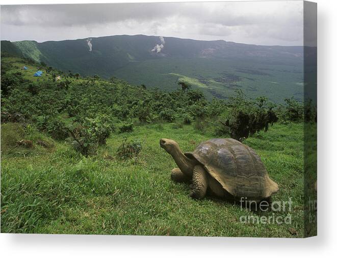 Reptile Canvas Print featuring the photograph Galapagos Tortoise - Alcedo Crater Galapagos by Craig Lovell