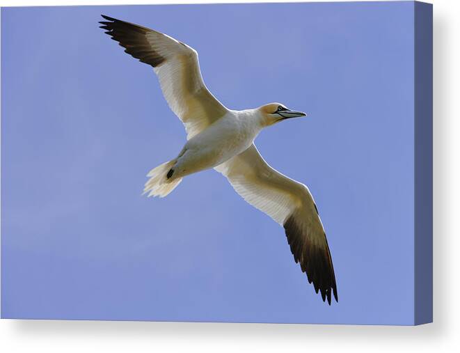 Cape St. Marys Canvas Print featuring the photograph Gannet Morus Bassanus In Flight, Cape by Yves Marcoux