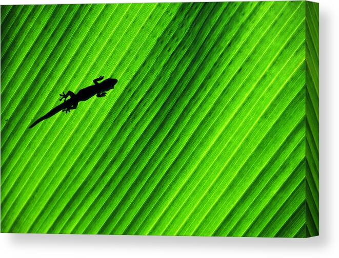 Gecko Canvas Print featuring the photograph Gecko Silhouette by Brian Bonham