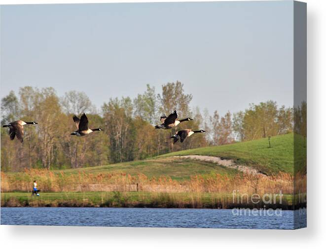 Nature Canvas Print featuring the photograph Geese Flying by Ginger Harris