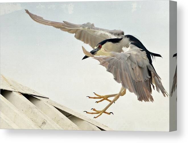 Black Night Crowned Heron Canvas Print featuring the photograph Gentle Landing by Fraida Gutovich