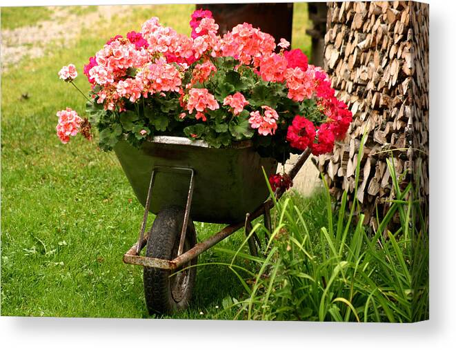 Barrow Canvas Print featuring the photograph Geranium in old wheelbarrow by Emanuel Tanjala