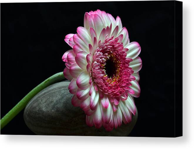 Gerbera Canvas Print featuring the photograph Gerbera At Rest by Terence Davis
