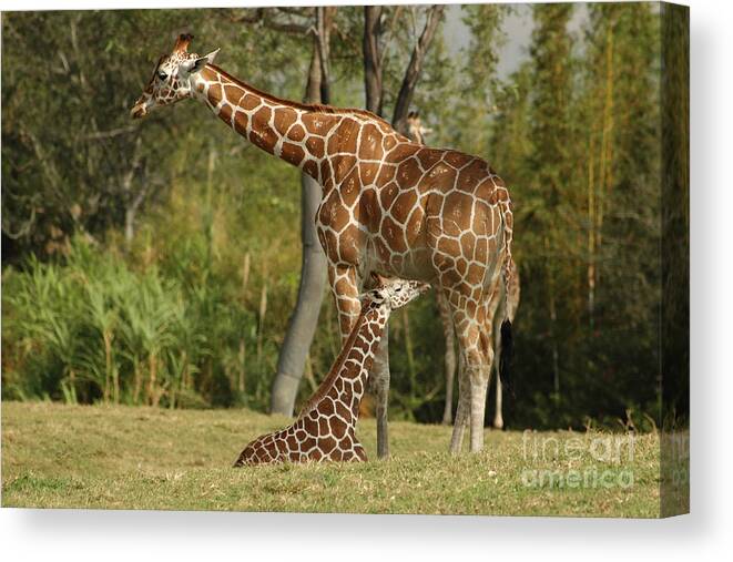 GIRAFFE/BABY&MOM ready to hang mounted on fiberboard canvas/betterThan stretched 