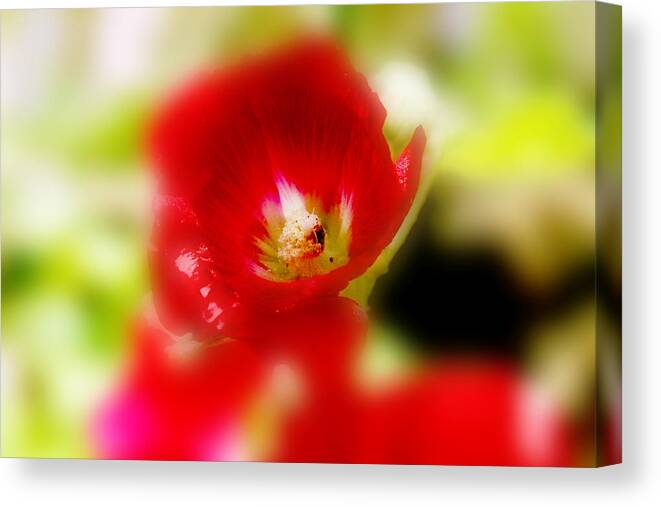 Flowers Photographs Canvas Print featuring the photograph Gladiolus by Toni Hopper