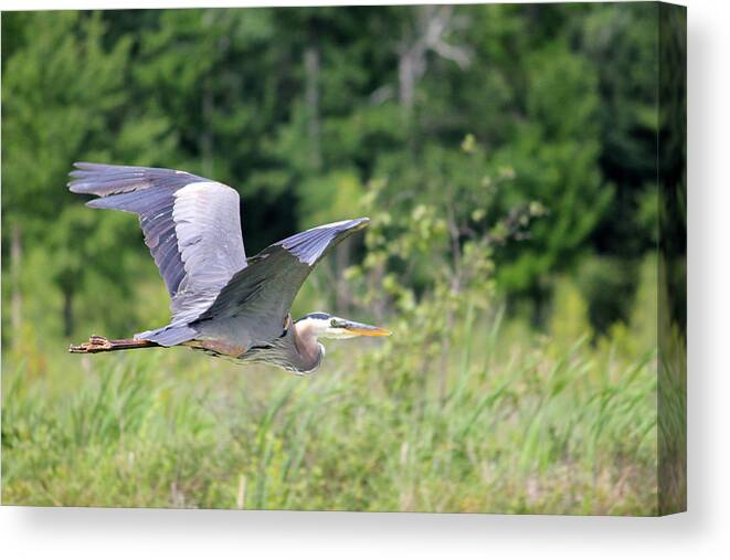 Blue Heron Canvas Print featuring the photograph Glide by Brook Burling