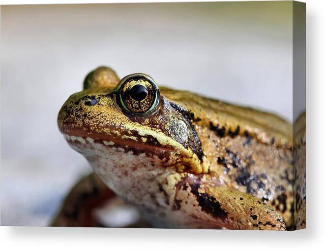 Gold Frog Canvas Print featuring the photograph Golden Eye Frog Macro by Tracie Schiebel