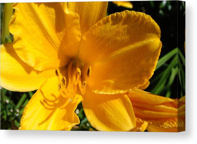 Lily Canvas Print featuring the photograph Golden Lily by Stacy Michelle Smith