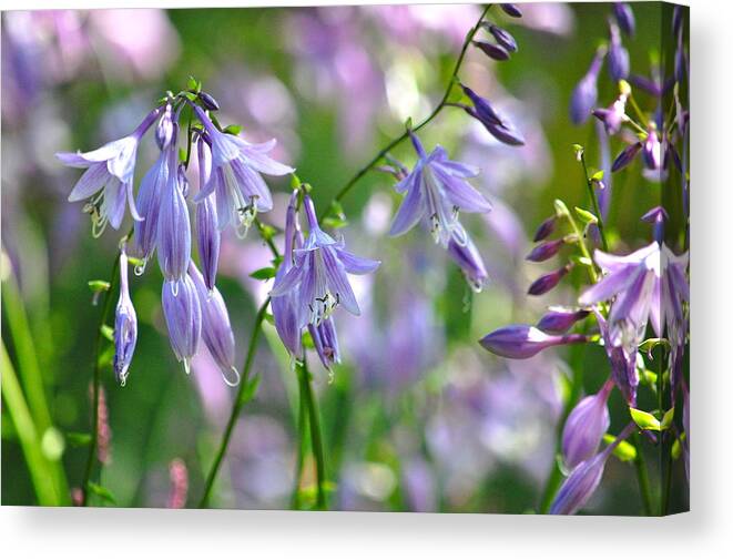 Hosta Blossoms Canvas Print featuring the photograph Good Morning by Mary McAvoy