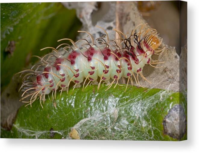 00298238 Canvas Print featuring the photograph Gossamerwinged Butterfly Caterpillar by Piotr Naskrecki