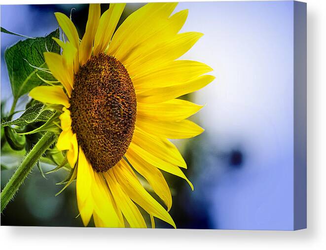 Graceful Canvas Print featuring the photograph Graceful Sunflower by Trudy Wilkerson