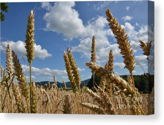 Agriculture Canvas Print featuring the photograph Grainfield by Bruno Santoro