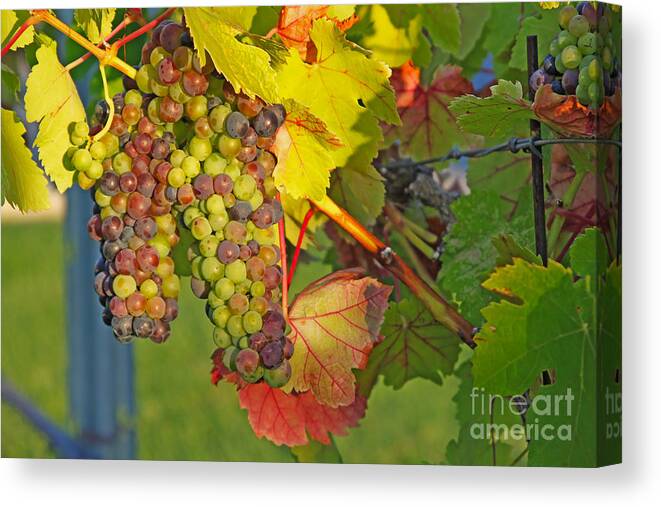 Wine Grapes Canvas Print featuring the photograph Grapes in the Sun by Paul Topp