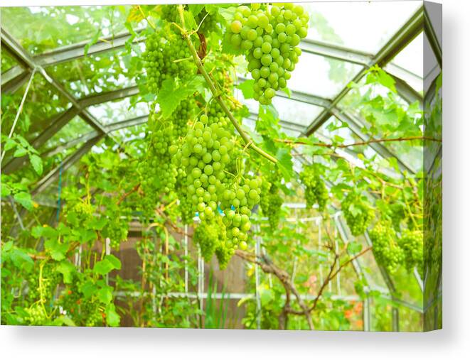 Agriculture Canvas Print featuring the photograph Grapevine by Tom Gowanlock