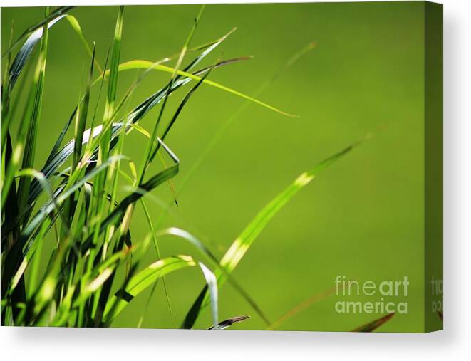 Grass Canvas Print featuring the photograph Grass Is Always Greener by Margaret Hamilton