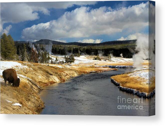 Yellowstone National Park Canvas Print featuring the photograph Grazing Along Firehole by Adam Jewell