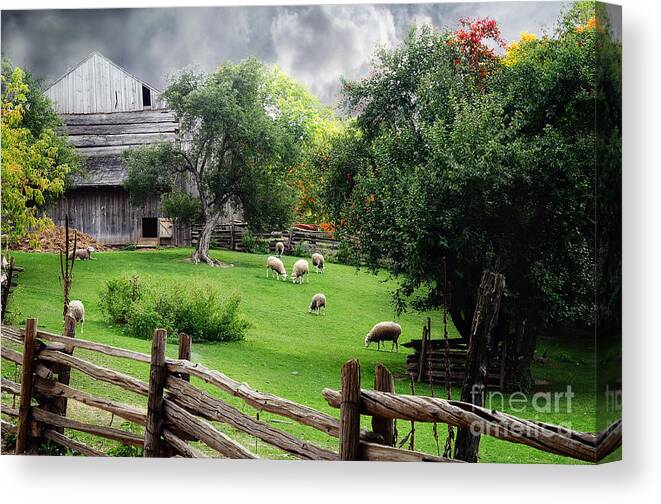 Sheep Canvas Print featuring the photograph Grazing Sheep by Elaine Manley