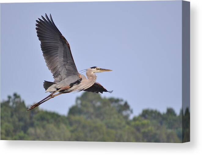 Bird Canvas Print featuring the photograph Great blue heron by Bill Hosford
