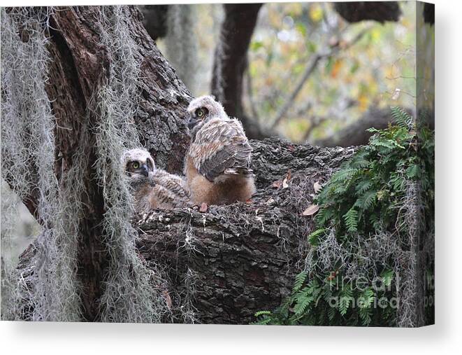 Great Canvas Print featuring the photograph Great Horned Owlets by Jennifer Zelik