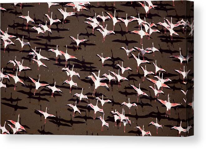 00173372 Canvas Print featuring the photograph Greater Flamingo And Lesser Flamingo by Tim Fitzharris