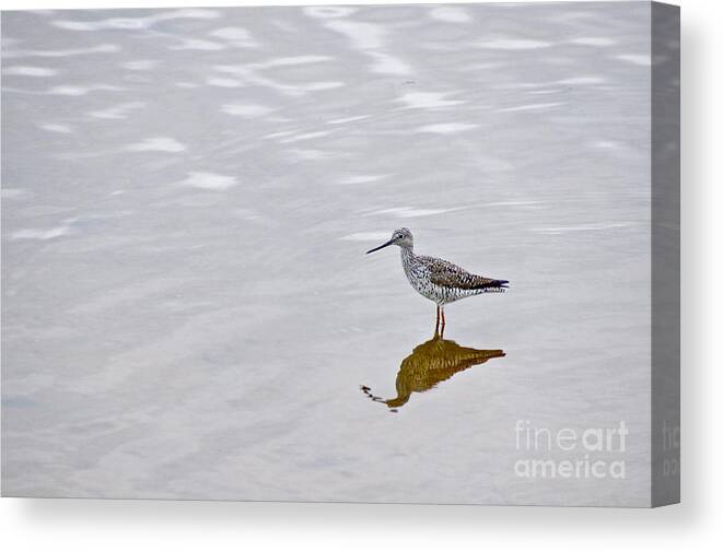 Photography Canvas Print featuring the photograph Greater Yellowlegs by Sean Griffin