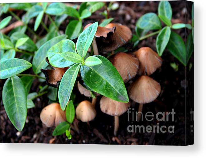  Canvas Print featuring the photograph Green by LR Photography