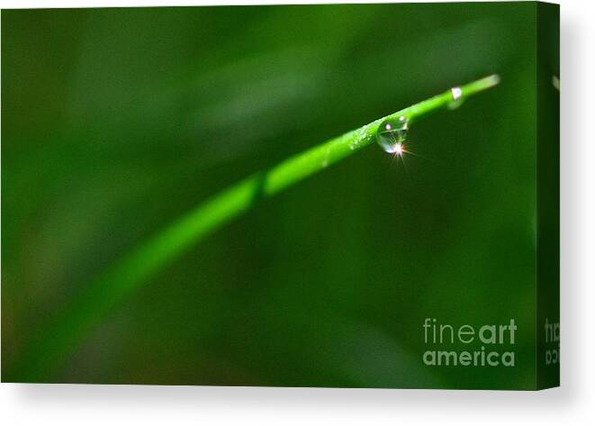 Green Canvas Print featuring the photograph Green Drops by Sylvie Leandre