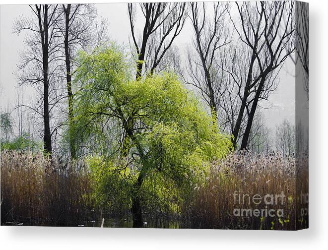 Trees Canvas Print featuring the photograph Green tree and pampas grass by Mats Silvan
