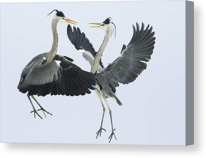 Mp Canvas Print featuring the photograph Grey Heron Ardea Cinerea Pair Fighting by Konrad Wothe