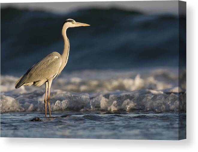 00481431 Canvas Print featuring the photograph Grey Heron In Surf Zone Hawf Protected by Sebastian Kennerknecht