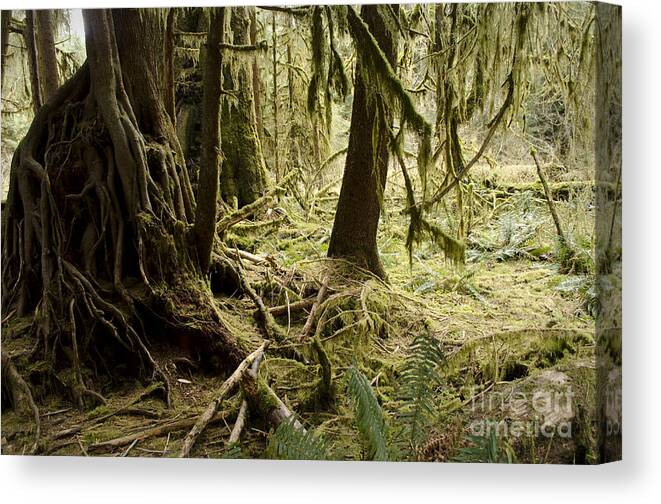 Hall Of Mosses Canvas Print featuring the photograph Hall of Mosses by Heather Applegate