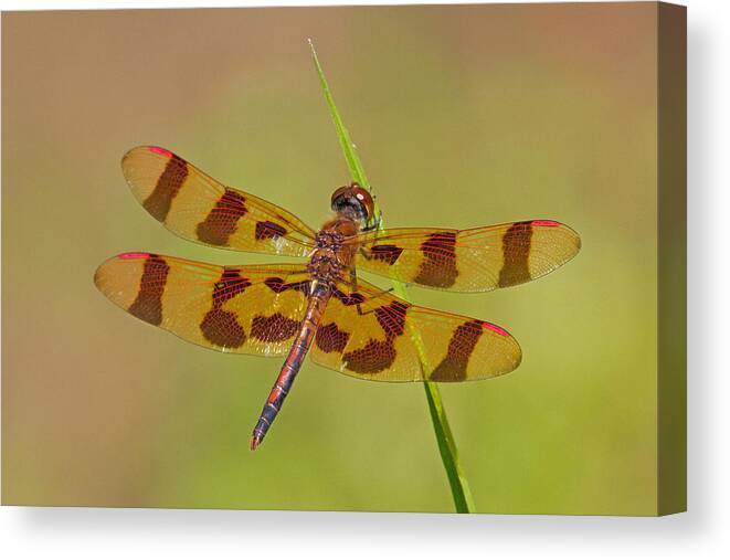 Dragonfly Canvas Print featuring the photograph Halloween Pennant by David Freuthal